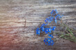 Vergissmeinnicht mit Holz Hintergrund  - Blume - Ecology - Frühling - Springtime- Spring - Background - Concept - Blooming - Flower - Bloom - Green - Wonderful - High quality photo	
