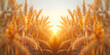 Sunset Glow over Lush Wheat Field - Golden Hour Agriculture Panorama