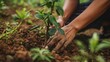 © cvetikmart - Hands planting a tree in a community garden for sustainability on World Population Day, uniting nature and humans