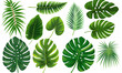 Tropical Leaves Assortment Isolated on White - Monstera, Palm, and Fern Varieties