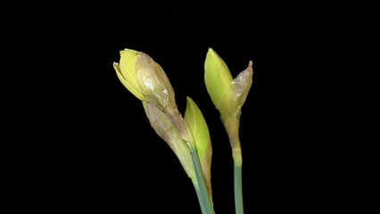 Poster - Opening of narcissus flower buds. Time lapse