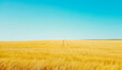 Endless Golden Wheat Field Under a Clear Blue Sky - Agricultural Splendor