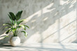 A wall with a shadow and a houseplant on the floor, background