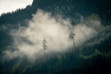 Fototapeta  - Mystischer und geheimnisvoller Wald im Nebel am Berg