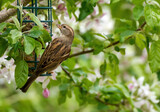Fototapeta Dmuchawce - Vogel an einem Futterkorb in einem blühendem Apfelbaum im Frühling - Weibchen des Haussperling, Spatz (Passer domesticus)