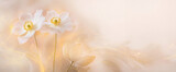 Fototapeta  - Tapeta, wzór w kwiaty, pastelowy zawilec, puste miejsce na tekst, kartka na życzenia	
