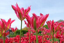 Pink And Green Viridiflora Tulip, Tulipa ‘virichic’ In Flower.
