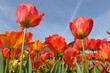Orange and red triumph tulip, tulipa ‘Apeldoorn Elite’ in flower, with a blue sky background.