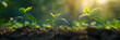 © john - Growth Trees concept Coffee bean seedlings nature background Beautiful green