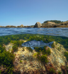 Wall Mural - Rocks on the sea shore with an European seabass fish underwater in the Atlantic ocean, split view over and under water surface, natural scene, Spain, Galicia, Rias Baixas