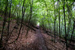 Trampelpfad im Wald / Trail in the forest
