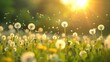 Amidst a sunlit meadow an abundance of dandelions sway gracefully in the gentle breeze captured in a horizontal image with a softly blurred backdrop and a shallow depth of field