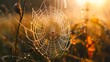Meisterwerk der Natur: Spinne beim Weben im Morgengrauen