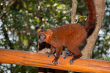 Fototapeta Kwiaty - Red lemur (Eulemur Coronatus), endemic animal