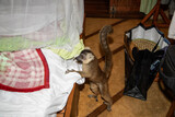 Fototapeta Kwiaty - Lemur mischiefs on veranda bungalow and waits for food
