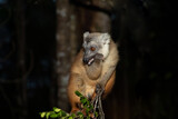 Fototapeta Kwiaty - Lemur mischiefs on veranda bungalow and waits for food