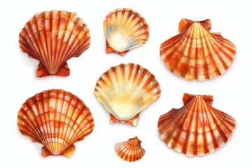 Poster - A collection of seashells on a clean white background. Ideal for beach-themed designs