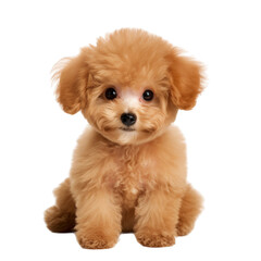 Wall Mural - A cute and cheerful toy poodle puppy with apricotcolored fur sits on a white background