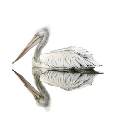 Wall Mural - A solitary pelican with distinctive spots on its bill gracefully floats on a calm watery surface set against a transparent background