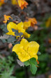 Close up of flowers on a flannel bush (fremontodendron californicum)