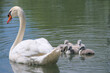Cute young swans near their mother in the water
