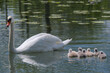 Cute young swans near their mother in the water