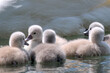 some very tiny swan fledglings close up in the water