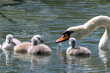 Some swan fledglings protected by their mother in a fowl