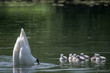 seven cute swan chicks near their mother, she is diving