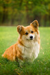 Young Corgi Female Dog In Spring Forest. Close Up Portrait of Cute Fluffy Corgi Dog in a spring nature landscape.