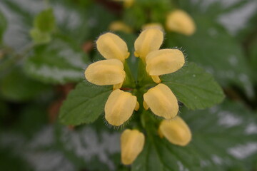 Sticker - Lamium galeobdolon flowers. Lamiaceae perennial plants.Blooms yellow flowers from spring to early summer and is used as a ground cover.