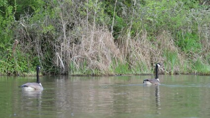 Poster - Canada Goose, Branta canadensis, bird at spring time on lake