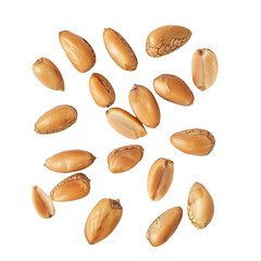 Wall Mural - Cedar pine nuts in their shells delicately arranged on a transparent background
