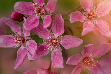 Pink blossom