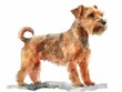 Lakeland Terrier watercolor isolated on white background
