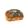 A solitary piece of burger bread covered in mold stands out against a transparent background