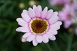 Closeup of Marguerite Grand Daisy Pink Halo flower