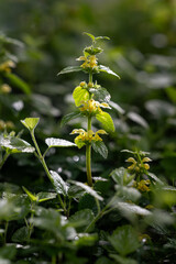 Canvas Print - Silver-plated boxwood with yellow flowers.