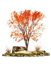 3d rendering of japanese maple tree sapling on white