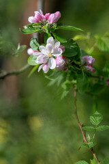 Sticker - White flowers of an apple tree on a twig.
