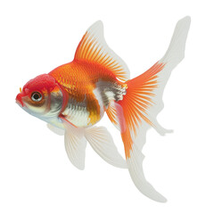 Sticker - A striking image of Red and White oranda goldfish swims elegantly in an aquarium against a sleek clear background beautifully captured with a transparent background