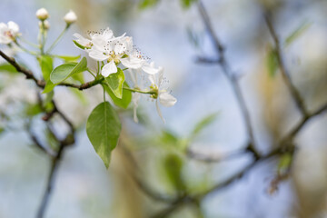 Canvas Print - White beautiful pear blossoms and green leaves.