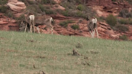 Wall Mural - A small group of mule deer does moves through a field at dusk with new spring grass growing in the foreground, and orange sandstone rocks topped by desert brush in the background. 