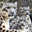 Beautiful mother snow leopard and cubs