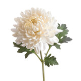 An isolated chrysanthemum flower with a transparent background is available with a precise clipping path