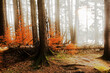 Ein Wald mit einem umgefallenen Laubbaum mit Sonnenlicht und Nebel