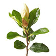 A charming little gem of a dwarf evergreen variety showcasing a magnolia flower bud and leaves against a transparent background