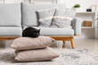 Cute black cat sitting on pillows near sofa in living room