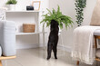 Cute black cat sniffing houseplant in living room