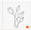 Hand drawn set of tulips branches. Tulip Flower isolated on white paper background. vector illustration.